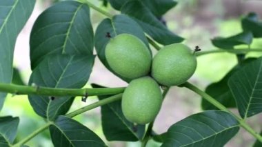 Yeşil bir ağaçta yetişen ceviz, arka plan, tarım