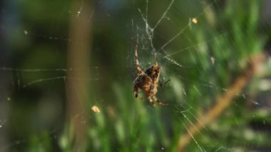 Orman örümceği ormanın arka planına ve güneşe karşı, yakın plan. sonbahar