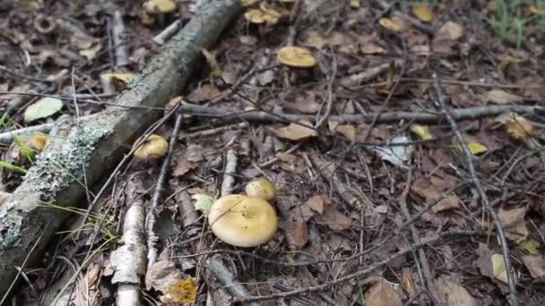 Muchos hongos crecen en el bosque de otoño, fondo, estacional — Vídeo de stock