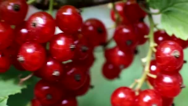 Belo ramo de passa de Corinto vermelha que cresce em um arbusto, verão, natural, macro — Vídeo de Stock