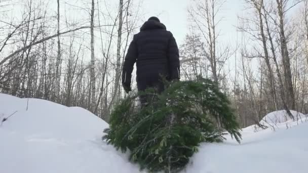 Ένας άντρας σέρνει ένα χριστουγεννιάτικο δέντρο κατά μήκος ενός χιονισμένου δρόμου στο δάσος. Χριστούγεννα και το νέο έτος προετοιμασίας έννοια, αργή mo — Αρχείο Βίντεο