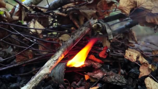 Ανάβοντας μια φωτιά στο δάσος από έναν άντρα. Πικνίκ και υπαίθρια αναψυχή, φόντο, καυσόξυλα — Αρχείο Βίντεο