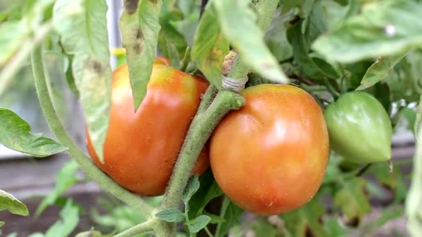 Большие красные помидоры свисают с ветвей растения. Выращивание натуральных овощей в огороде, фон — стоковое видео