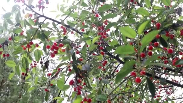 Kirschbaum mit roten süßen und schmackhaften Beeren. Natürlicher Anbau von Obst im Gemüsegarten, Hintergrund — Stockvideo