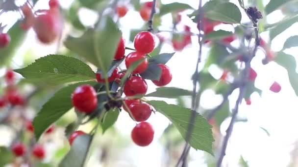 Wiśniowe drzewo owocowe z czerwoną jagodą słodką i smaczną. Naturalna uprawa owoców w ogrodzie warzywnym, tło — Wideo stockowe