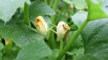 Çiçekli ve yapraklı kabak bitkisi. Bahçede yetişen doğal sebzeler, vejetaryen yiyecekler.