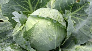 Kendi bahçelerinde yetişen büyük doğal lahana kafaları, sebze. Organik sağlıklı yiyecek, tazelik.