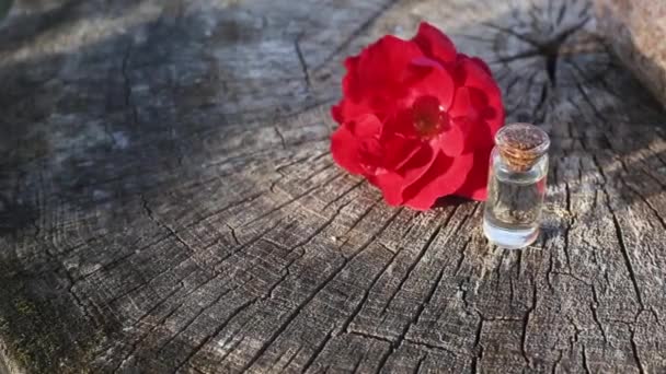 Rote Rosenblüte mit einer Flasche, in der Parfüm aus ätherischem Rosenöl auf einem hölzernen Hintergrund parfümiert wird. Das Konzept der Aromatherapie und natürliche Düfte, Entspannung — Stockvideo