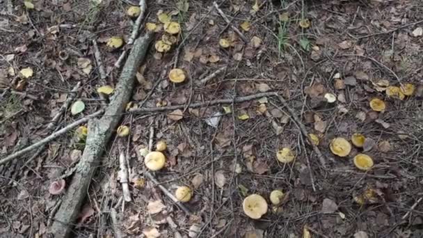 Багато грибів ростуть в осінньому лісі, на фоні, сезонно — стокове відео