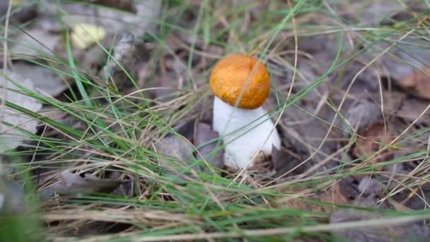 Ung apelsinbolussvamp som växer i skogen, närbild — Stockvideo