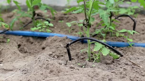 Pomidory w szklarni podlewa się za pomocą nawadniania kroplowego. Nowoczesny system nawadniania w rolnictwie i uprawie warzyw, przemysł — Wideo stockowe