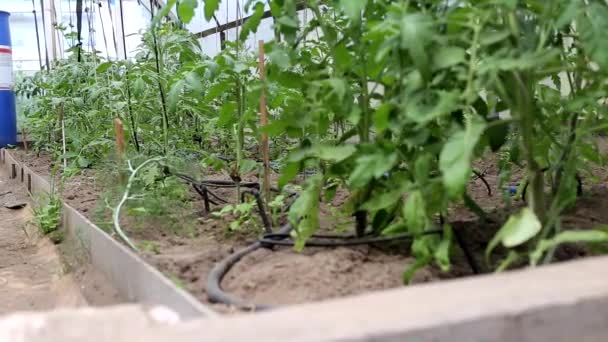 Pomidory w szklarni podlewa się za pomocą nawadniania kroplowego. Nowoczesny system nawadniania w rolnictwie i uprawie warzyw, przemysł — Wideo stockowe