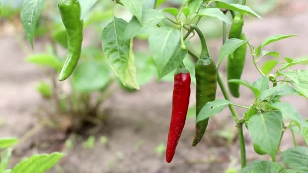 Red chili peppers growing in the vegetable garden, vegetarian — Stock Video