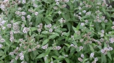 Nane ve limon merhemi bitkisi, tıbbi yatıştırıcı bitki, arka plan