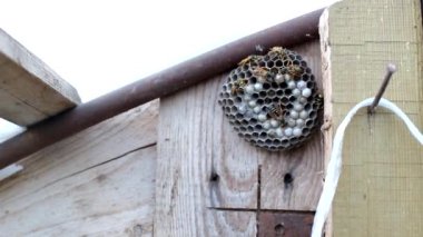 Arı kovanları ve ahşap arka planda eşekarıları