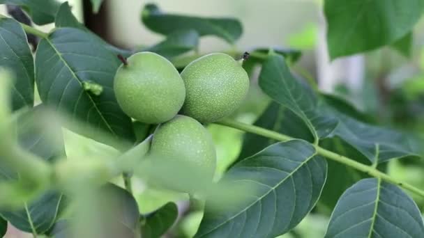 Волоський горіх, що росте на зеленому дереві, тлі, сільському господарстві — стокове відео