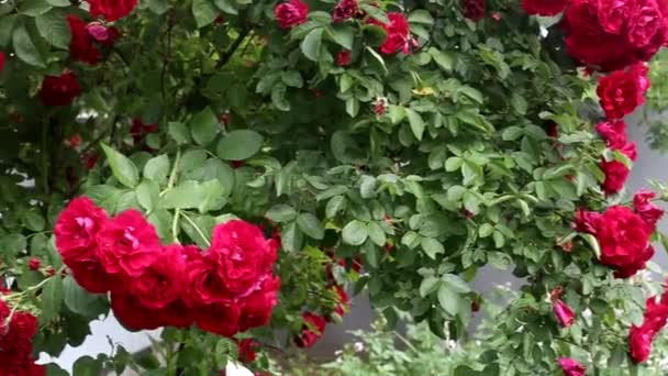 Keř červená růže v přírodě, velké květiny, pozadí — Stock video