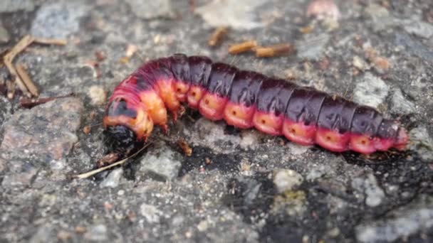 Large burgundy caterpillar, close-up, wildlife — Stock Video