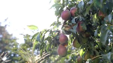 Ağaçta güneşin arka planına karşı kırmızı büyük armutlar olan bir dal, metin için alanı kopyala