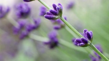 Mor lavanta filizi, yakın plan, metin için kopyalama alanı