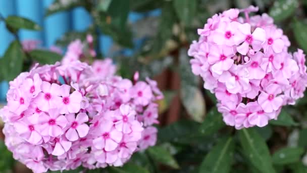 분홍빛큰 꽃들이 자연, 배경, 야외에서 자라고 있다 — 비디오