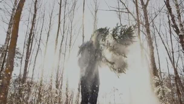 L'homme ramasse et porte un arbre de Noël sur le fond du soleil, au ralenti, traditionnel — Video