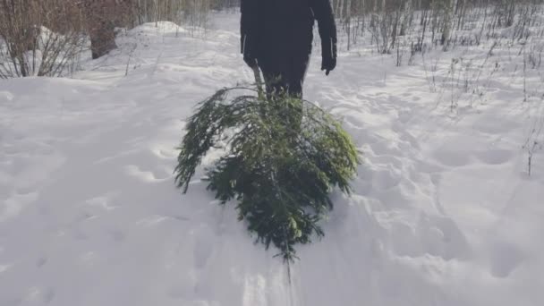 Muž nese vánočním stromečkem domů lesem na pozadí slunce. Krásná zimní příroda připravuje na Silvestrovskou dovolenou, zpomalení — Stock video