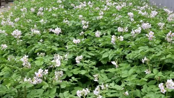 Batatas florescentes com flores azuis, topos de uma fábrica de batatas. Antecedentes vegetais — Vídeo de Stock