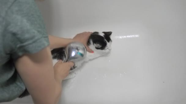 Mädchen wäscht eine Katze im Badezimmer unter der Dusche zu Hause. Grooming. Tierpflege. Sauberkeit und Hygiene. — Stockvideo