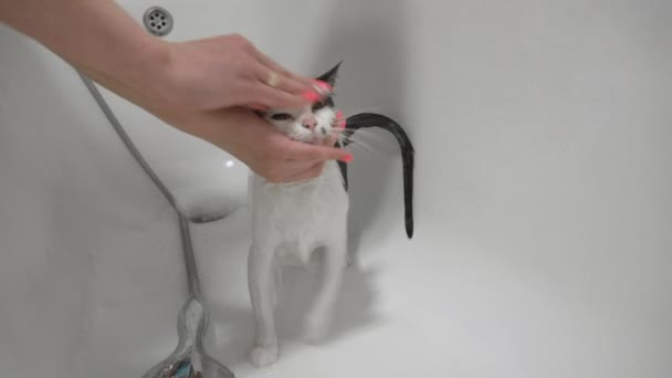 女孩在浴室里用家里的淋浴洗一只宠物猫。仪容整洁动物护理。清洁和卫生. — 图库视频影像