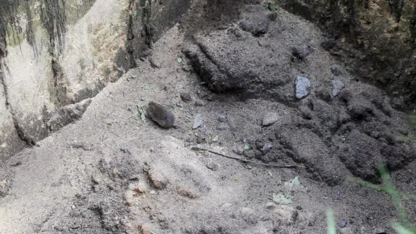 회색쥐는 땅 위를 뛰어다니고, 설치류와 배경이 있습니다. 원문을 위한 복사 공간 — 비디오