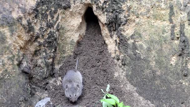 회색빛을 띤 작은 생쥐 한 마리가 굴에서 기어올라 옵니다. 자연 속에서 사는 설치류 — 비디오