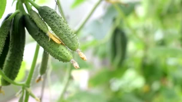 Pepinos frescos e em conserva crescem no jardim em um dia ensolarado, verão. Cultivando legumes naturais no jardim, espaço de cópia para texto — Vídeo de Stock