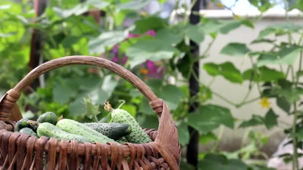 Збирання огірків з саду в кошику на дачі. Натуральні овочі, вирощені на землі, фон, місце для тексту, на відкритому повітрі — стокове відео