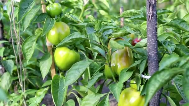 Succosa e sana pepe bulgaro cresce nel letto del giardino. Coltivazione di ortaggi naturali, biologici — Video Stock
