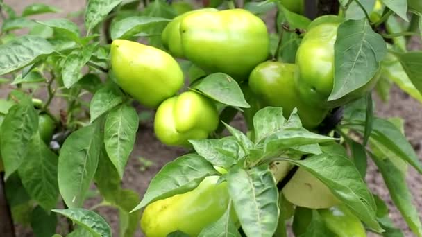 Naturale peperone verde e rosso che cresce in giardino, agricoltura, coltivazione di verdure, sfondo — Video Stock