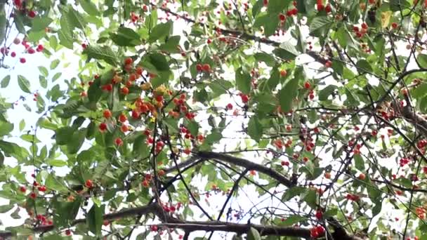 Kirschbaum mit roten süßen und schmackhaften Beeren. Natürlicher Anbau von Obst im Gemüsegarten, Hintergrund — Stockvideo