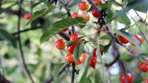 Körsbärsträd med röda söta och välsmakande bär. Naturlig odling av frukt i grönsaksträdgården, bakgrund — Stockvideo