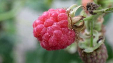 Bir dalda ahududu, yakın plan. Sulu ahududu, tatlılık, makro