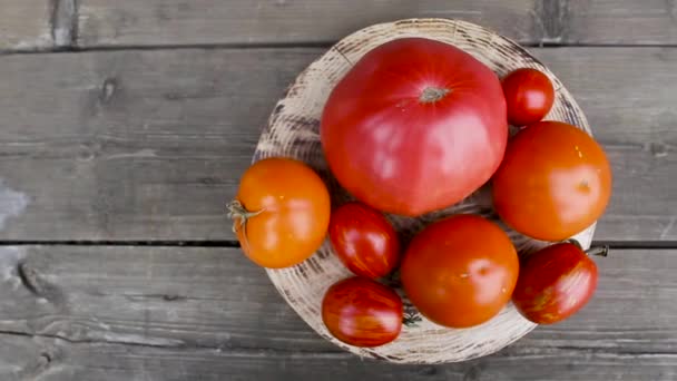 Ahşap zemin üzerinde doğal organik kırmızı, pembe ve sarı domatesler. Çiftçilik kavramı ve sebze yetiştirme, metin için kopyalama alanı — Stok video