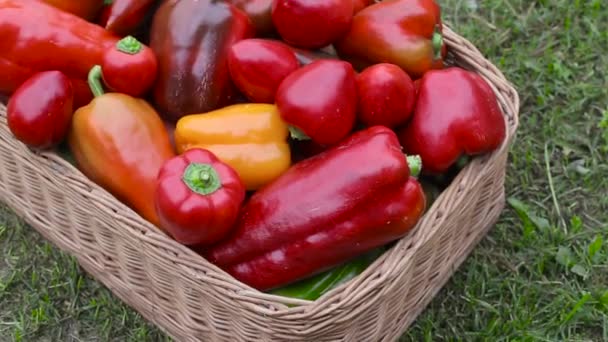 Pimientos rojos y amarillos en una canasta en la hierba. Concepto de verduras frescas y naturales, antecedentes — Vídeo de stock