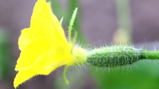 Pepino pequeño con flor amarilla, macro, vegetal — Vídeo de stock