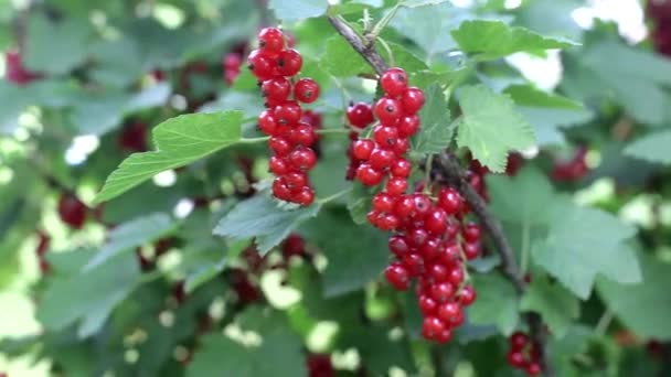 Hermosa ramita de grosella roja que crece en un arbusto, verano, natural — Vídeo de stock