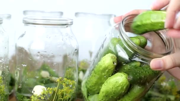 Preservation of cucumbers for the winter. Jars of garlic and spices for cucumbers, food, traditional — Stock Footage Preservation of cucumbers for the winter. Jars of garlic and spices for cucumbers, food, traditional Stock Video
