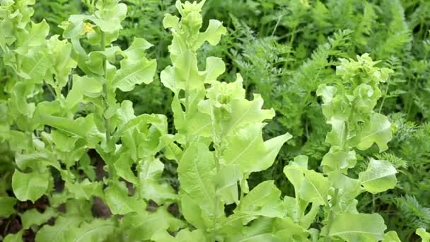 茎サラダを植えろ。庭で栽培された健康的な新鮮なハーブ — ストック動画