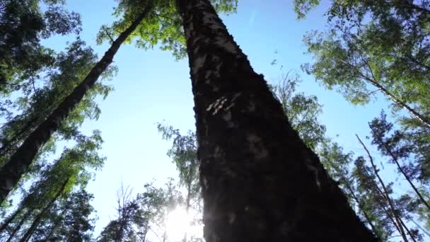 Beautiful forest birch grove with moss against the backdrop of the sun and blue sky. Nature, slider, landscape — Stock Video