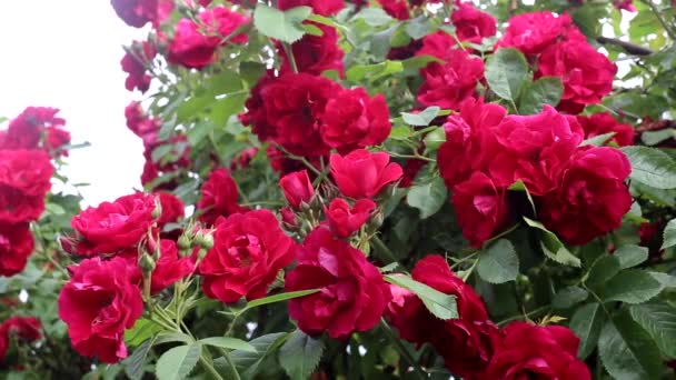 Buisson rose rouge dans la nature, grandes fleurs, fond — Video