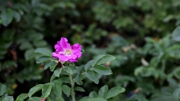 Цілющі та корисні рослини рожеві стегна, фон, терапевтичні — стокове відео