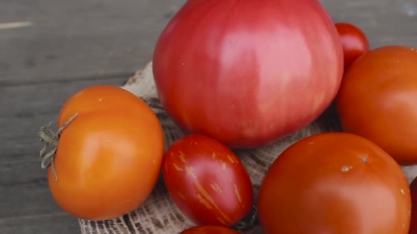 Naturliga ekologiska röda, rosa och gula tomater på en trä bakgrund. Jordbrukskoncept och odling av grönsaker — Stockvideo