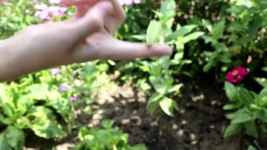 Doğanın arka planında kızların parmaklarında kelebek var. Hafiflik ve güzellik kavramı, metin ve bahar için kopyalama alanı